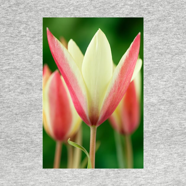 Tulipa clusiana  'Cynthia'  AGM  Lady tulip  Miscellaneous tulip by chrisburrows